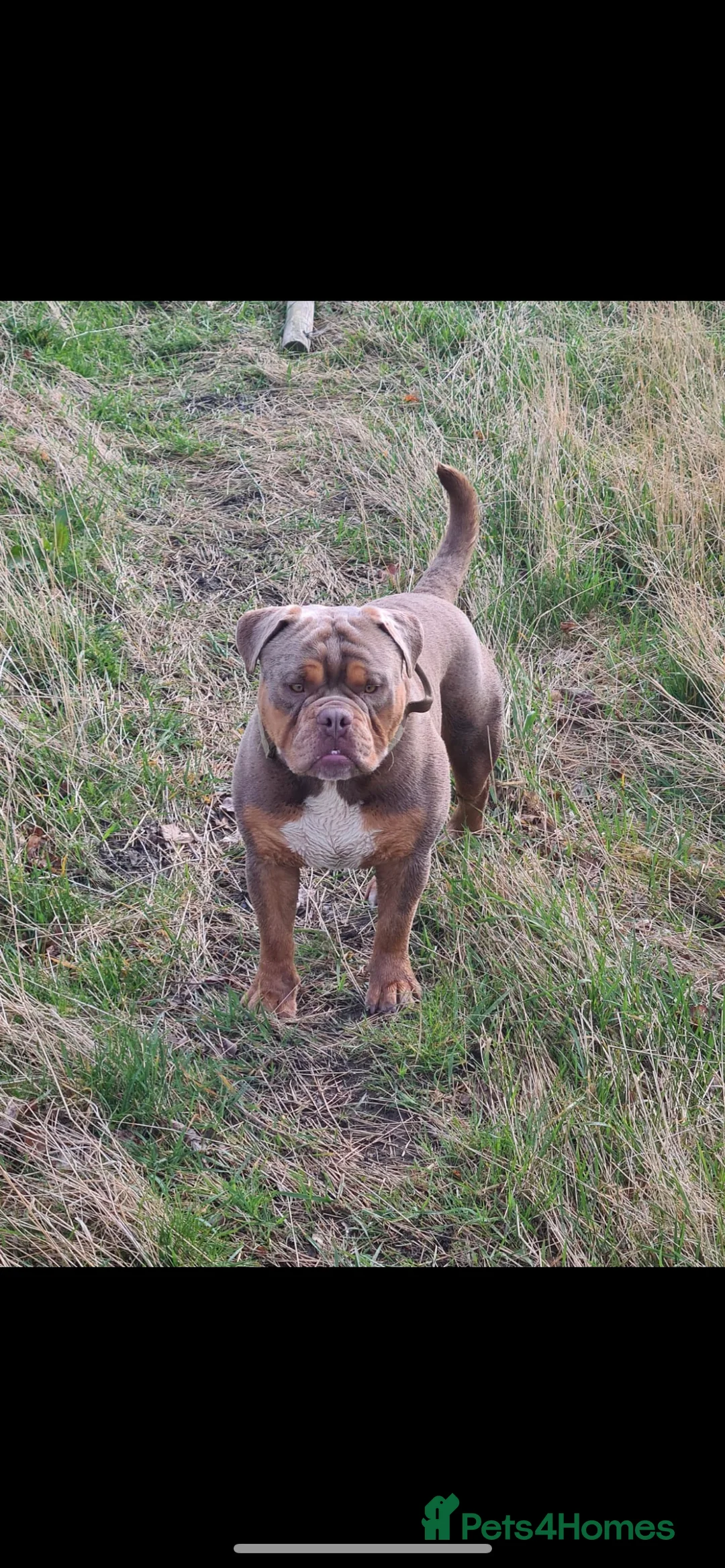 Olde English Bulldogge dogs for stud: 💥olde English bulldog stud💥 - Advert 10