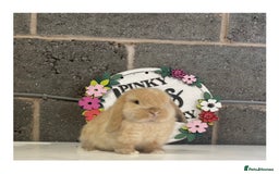 Mini Lop rabbits for sale: Beautiful mini lop bunnies for sale - Image 9