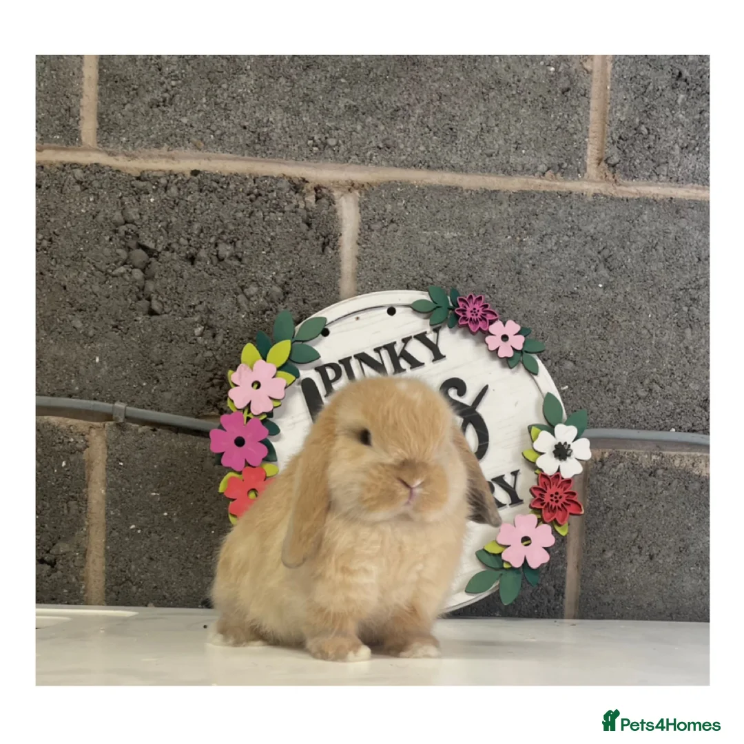 Mini Lop rabbits for sale: Beautiful mini lop bunnies for sale - Advert 8