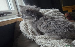 Nebelung cats for sale: Fluffy Nebelung mixed kittens for sale, last one - Advert 6