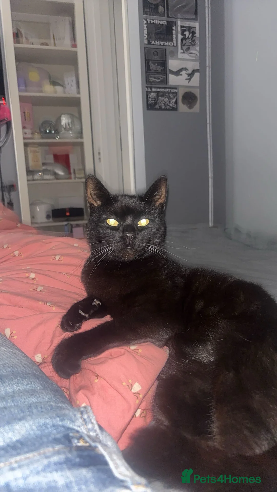 Mixed Breed cats for sale: 3 Pretty Kitties in Crawley - Advert 2