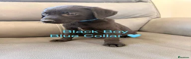 Black boy - blue collar 