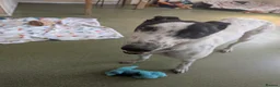 Greyhound dogs for adoption: Jet   - Advert 5