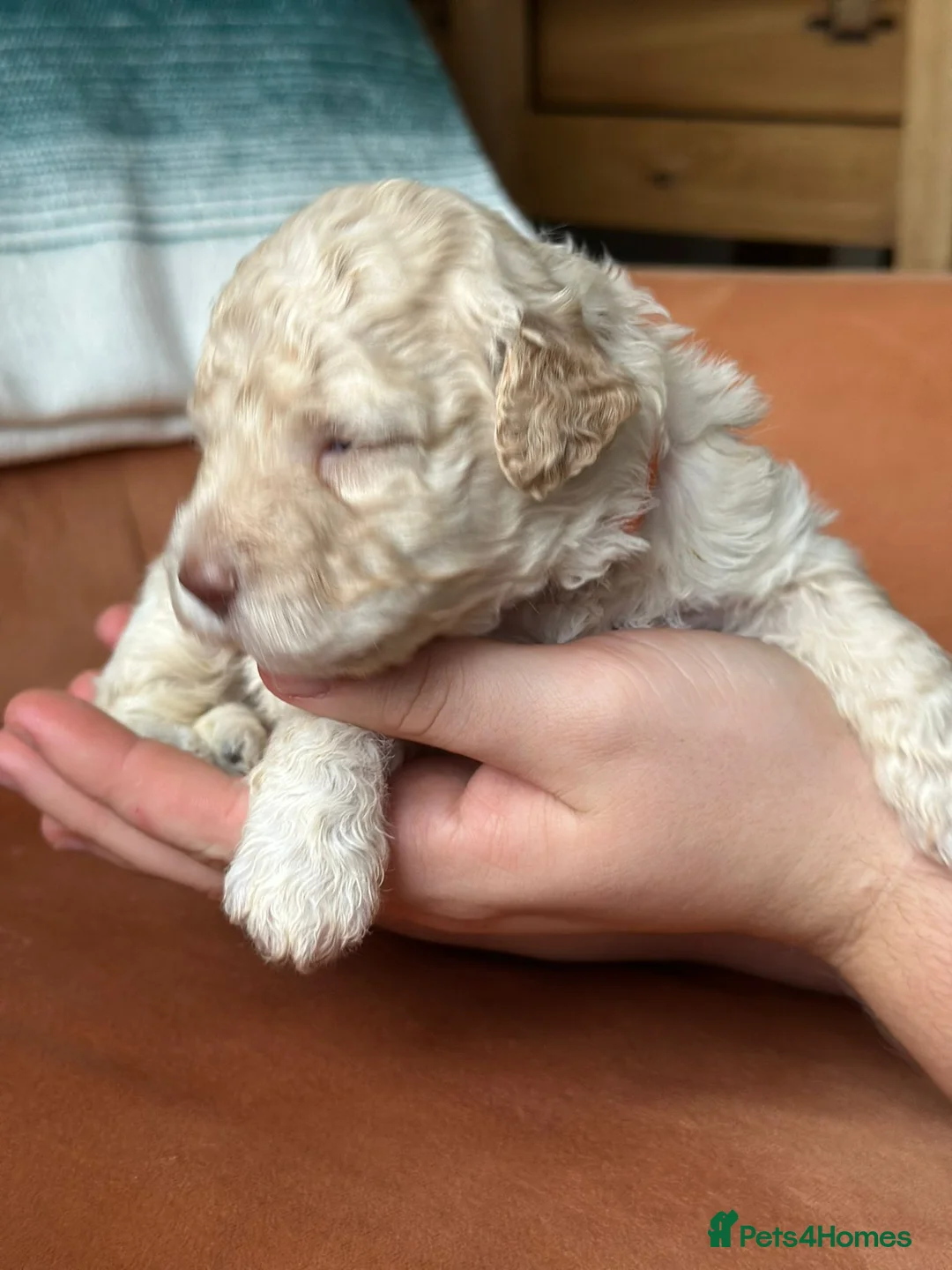 Lagotto Romagnolo dogs for sale: Lagotto Romagnolo Puppies  - Advert 18