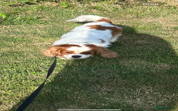 Cavalier King Charles Spaniel dogs for stud: Fully health tested proven Kc reg, multi gen clear in Wrexham - Image 29