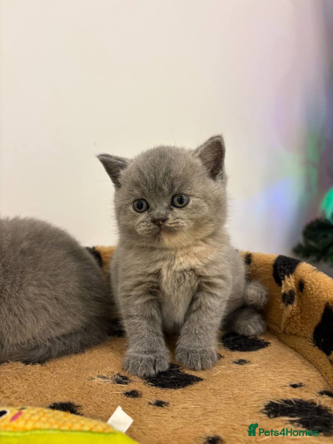 British Shorthair cats for sale: Amazing Cream and Blue British Shorthair Kittens - Advert 4