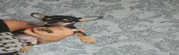 Chihuahua dogs for sale: Chihuahua puppies  in Yeovil - Advert 3