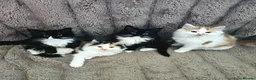 Mixed Breed cats for sale: Four Adorable Little Kittens Full of Personality - Advert 1