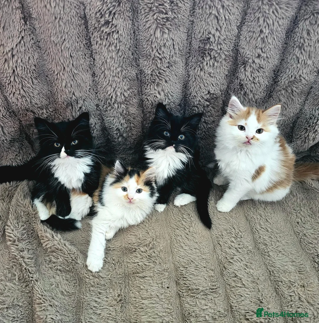 Mixed Breed cats for sale: Four Adorable Little Kittens Full of Personality - Advert 1