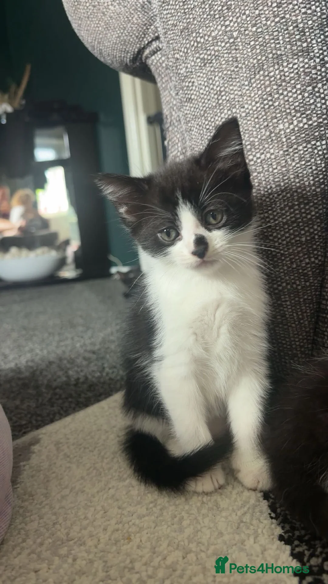 Mixed Breed cats for sale: Two sisters ready to go to their forever home - Advert 2