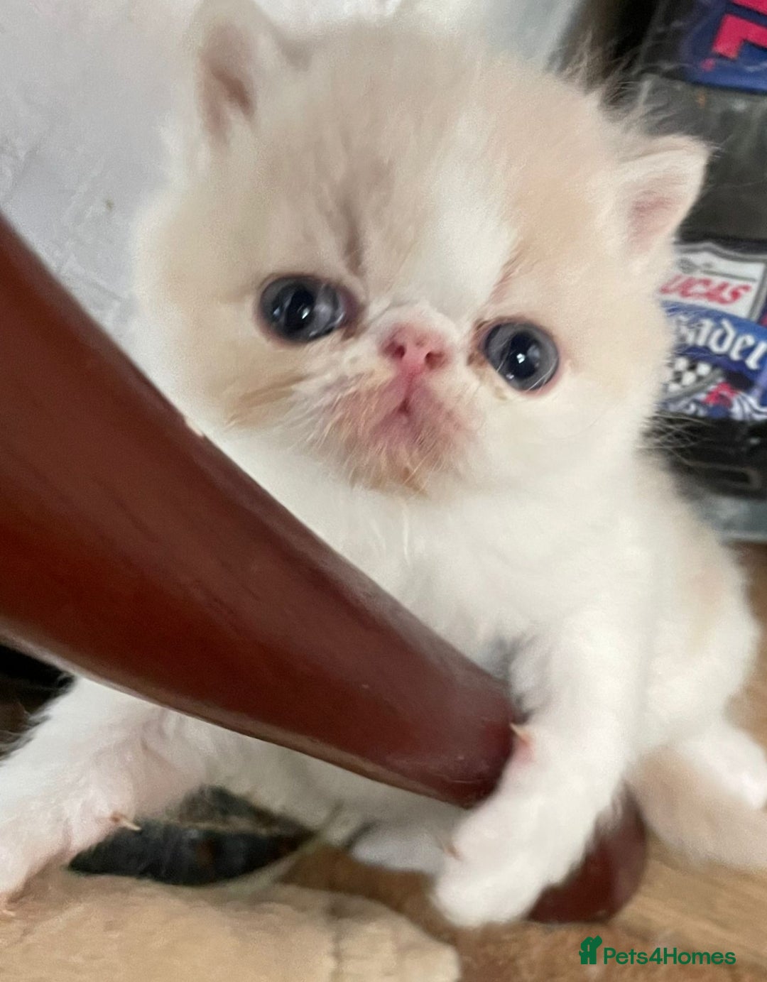 Exotic cats for stud: STUNNING EXOTIC STUD  in Barnsley - Advert 10