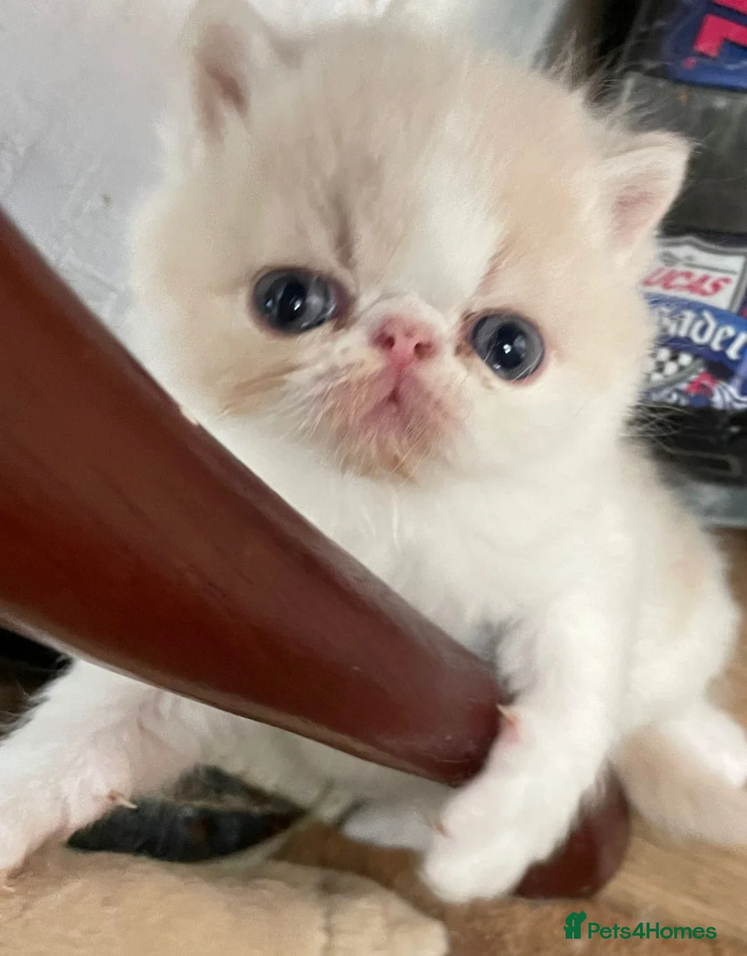 Exotic cats for stud: STUNNING EXOTIC STUD  in Barnsley - Advert 10