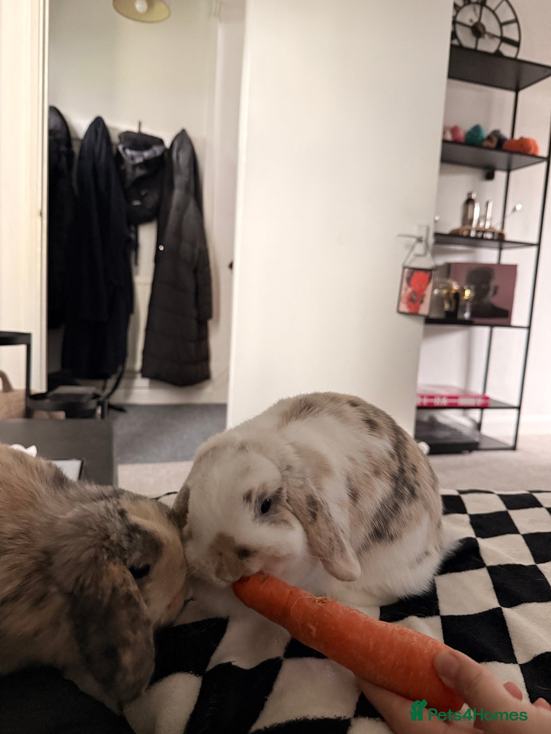 Mini Lop rabbits for sale: Bonded female bunnies  - Advert 1