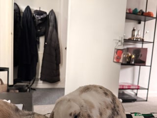 Mini Lop rabbits Bonded female bunnies - Advert 1