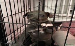 Whippet dogs for sale: KC Registered Whippet Puppies - Image 5