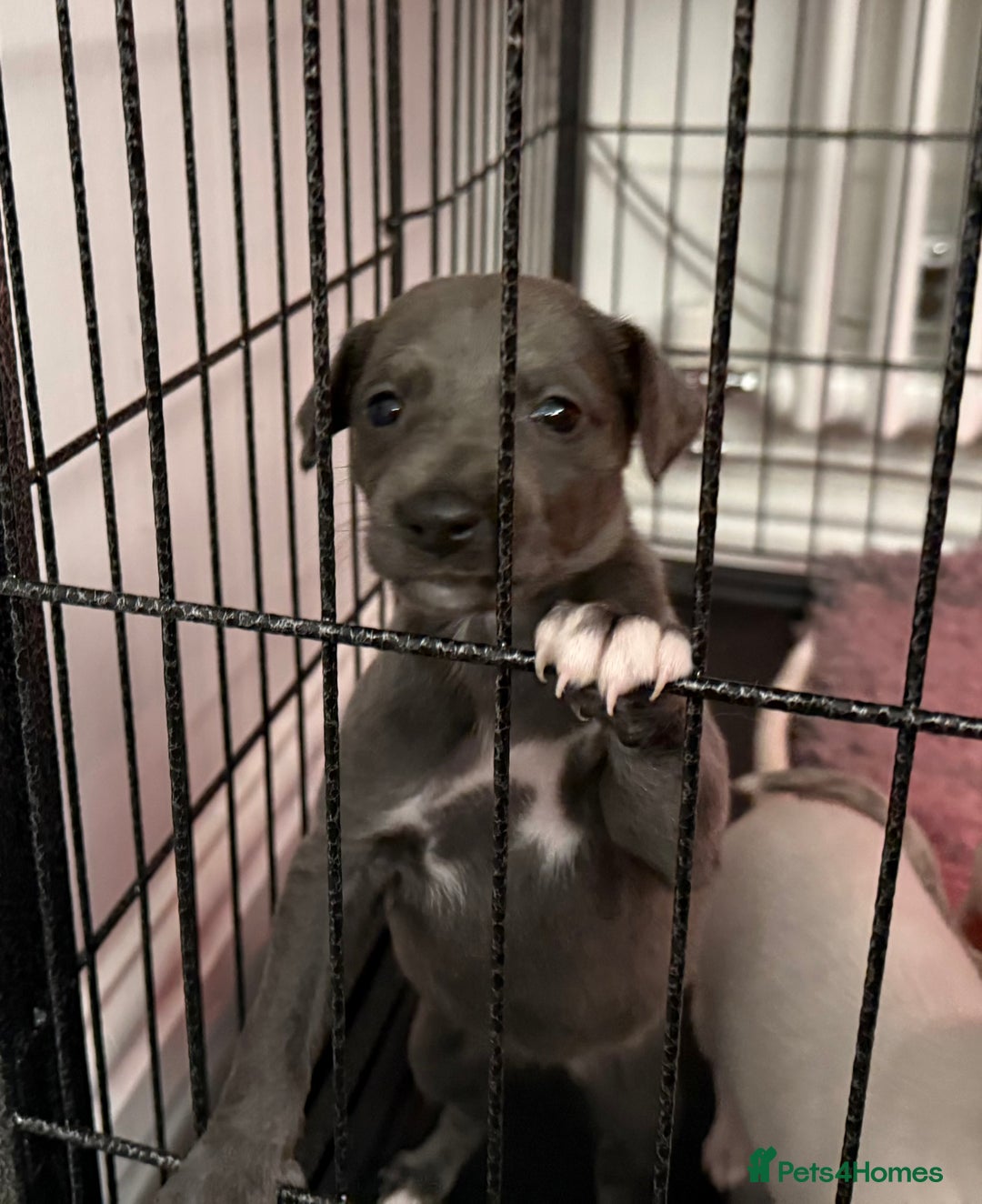 Whippet dogs for sale: KC Registered Whippet Puppies - Image 5