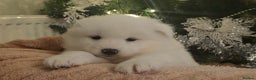 Samoyed dogs for sale: Adorable 6 Samoyed Puppies Waiting Forever Homes - Advert 9