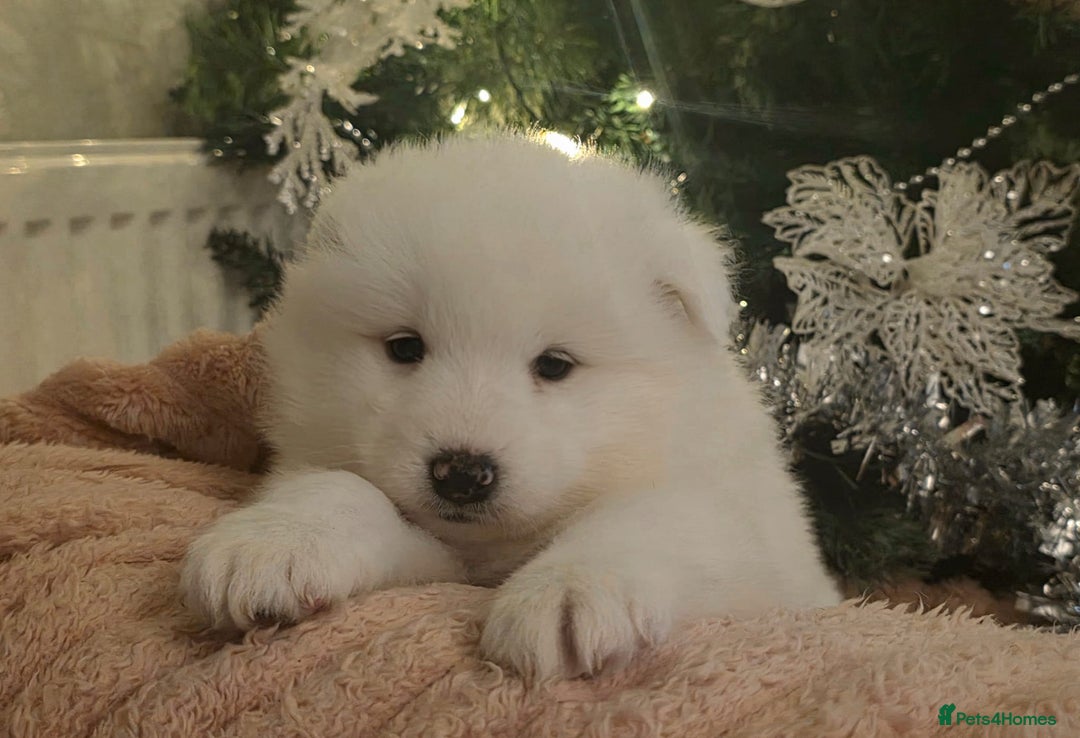 Samoyed dogs for sale: Adorable 6 Samoyed Puppies Waiting Forever Homes - Advert 9