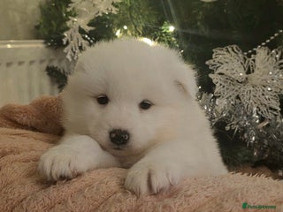 Samoyed dogs Adorable 6 Samoyed Puppies Waiting Forever Homes - Advert 8