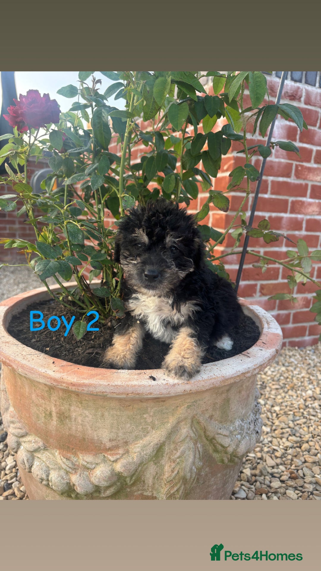 Jackapoo dogs for sale: 🩵jackapoos 👀for there forever 🏡🩵 - Image 2