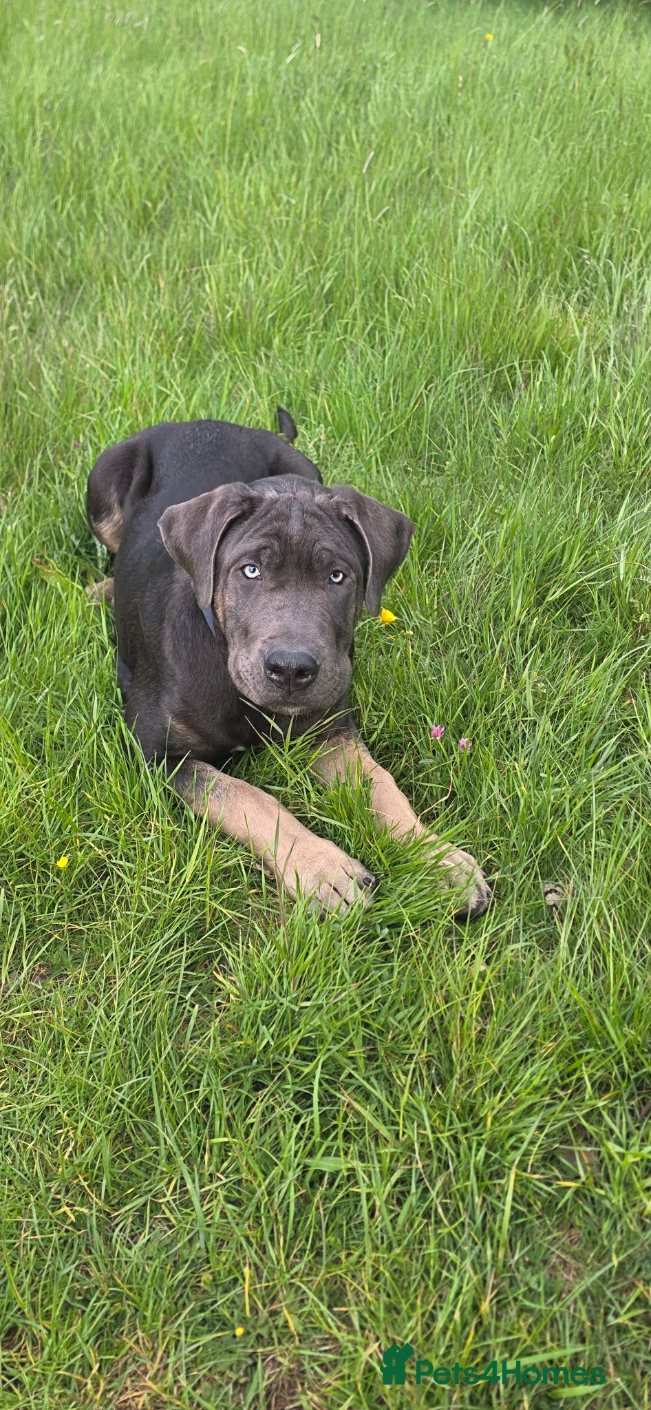 Presa Canario dogs for sale: Little Ron - Advert 1