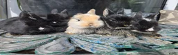 Lionhead rabbits for sale: Cutest Pure lionhead and lionhead French lop - Advert 1
