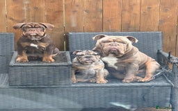 English Bulldog dogs for sale: Biscuit the minibull - Image 6