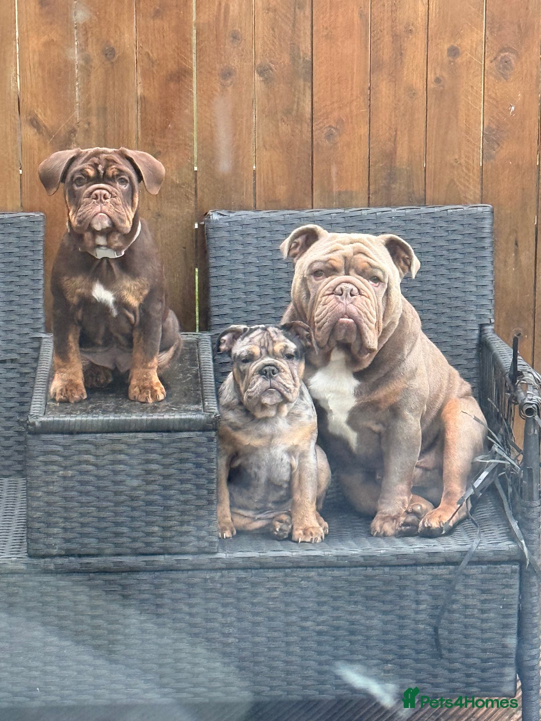 English Bulldog dogs for sale: Biscuit the minibull - Image 6