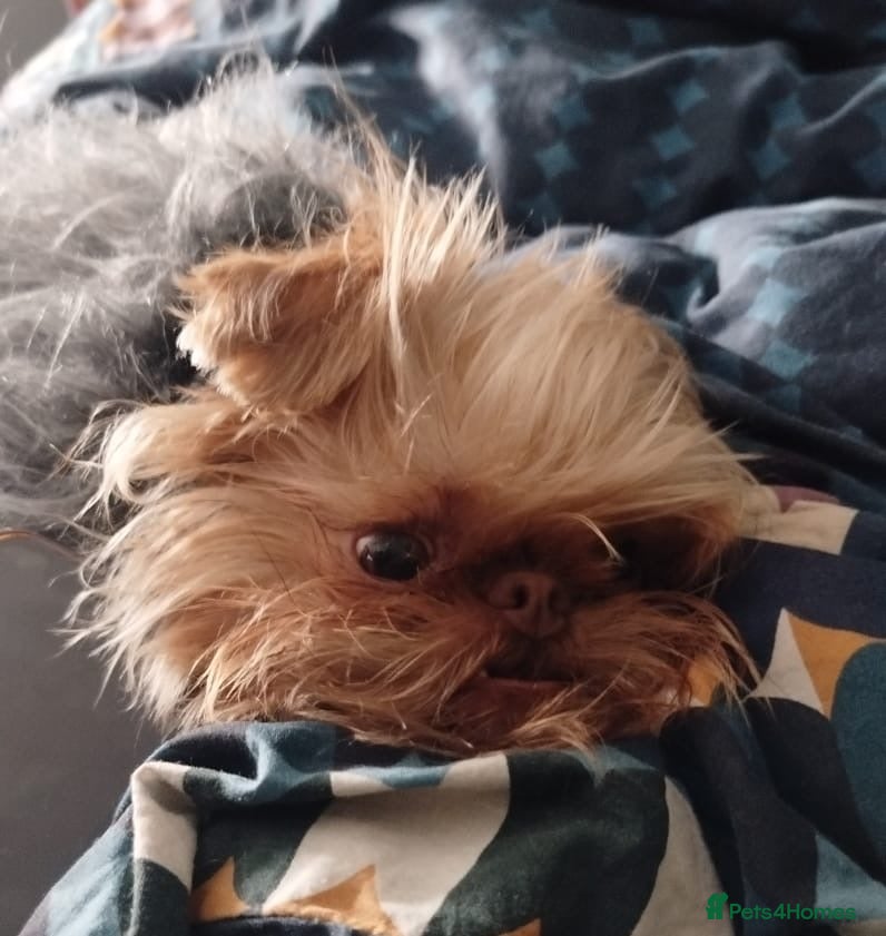 Griffon Bruxellois dogs  Chocolate Fawn Male - Advert 1