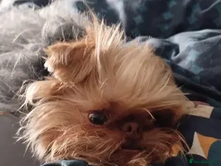 Griffon Bruxellois dogs Chocolate Fawn Male - Advert 15