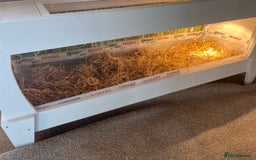 Tortoise reptiles for sale: 2 horsefield tortoises need rehoming!  - Image 10