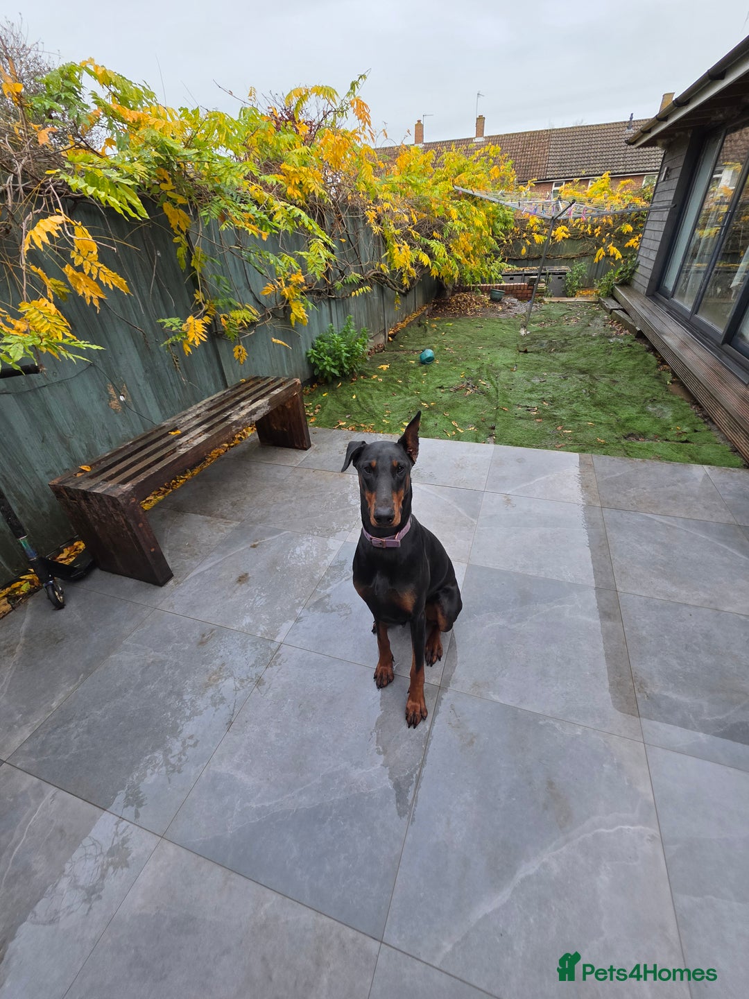 Dobermann dogs for sale: European bitch - Advert 2