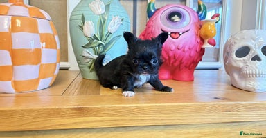 Chihuahua dogs - Advert 7