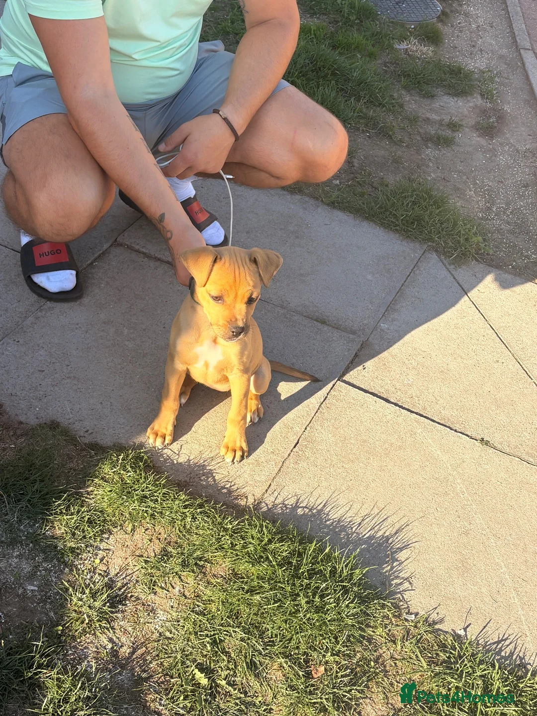 Presa Canario dogs for sale: Female presa 14 weeks in Faversham - Advert 6