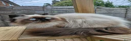 Persian cats for sale: Stunning Top Quality Persian Kittens  - Advert 25
