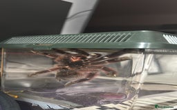Spiders invertebrates for sale: Antilles pink toe Tarantula (Caribena Versicolor) - Image 4