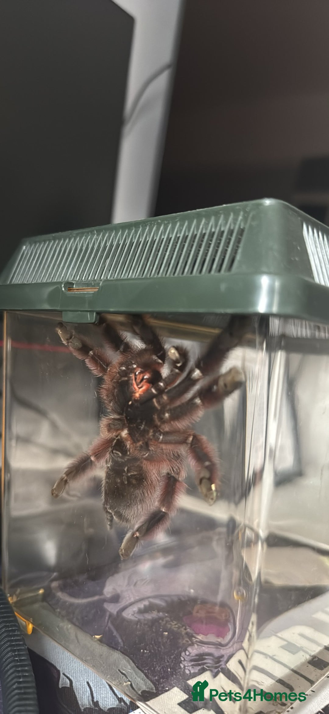 Spiders invertebrates for sale: Antilles pink toe Tarantula (Caribena Versicolor) - Image 4