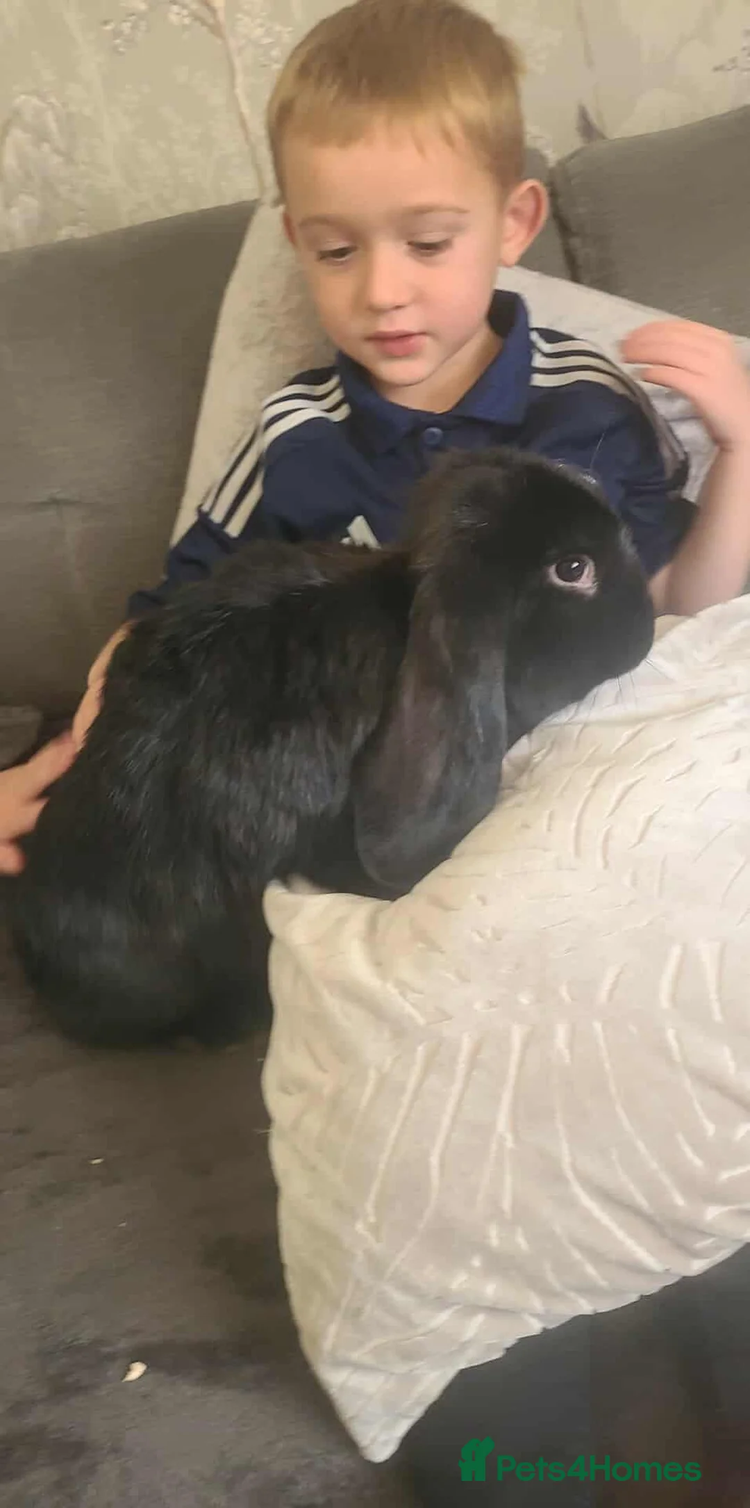 French Lop rabbits for sale: Giant french lops  - Advert 1