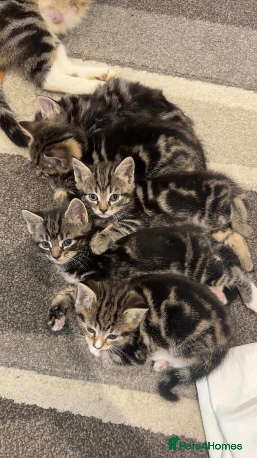 Mixed Breed cats for sale: 🐱5 beautiful kittens🐱 - Advert 2