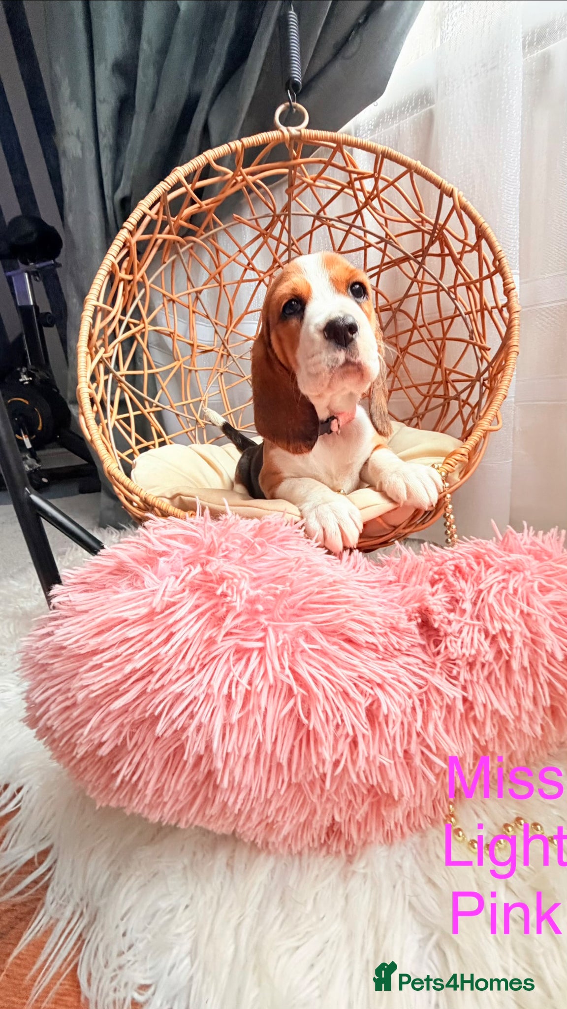 Beagle dogs 💞BEAUTIFUL BEAGLE PUPPIES 💞 - Advert 2