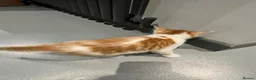 Mixed Breed cats for sale: Ginger and white short hair male - Advert 7