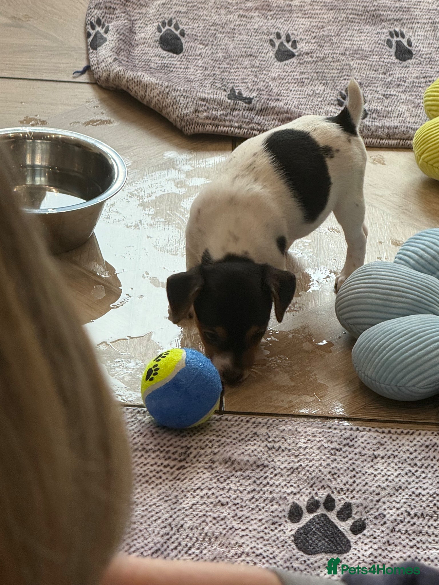 Jack Russell dogs Traditional Jack Russell Puppies  - Advert 2