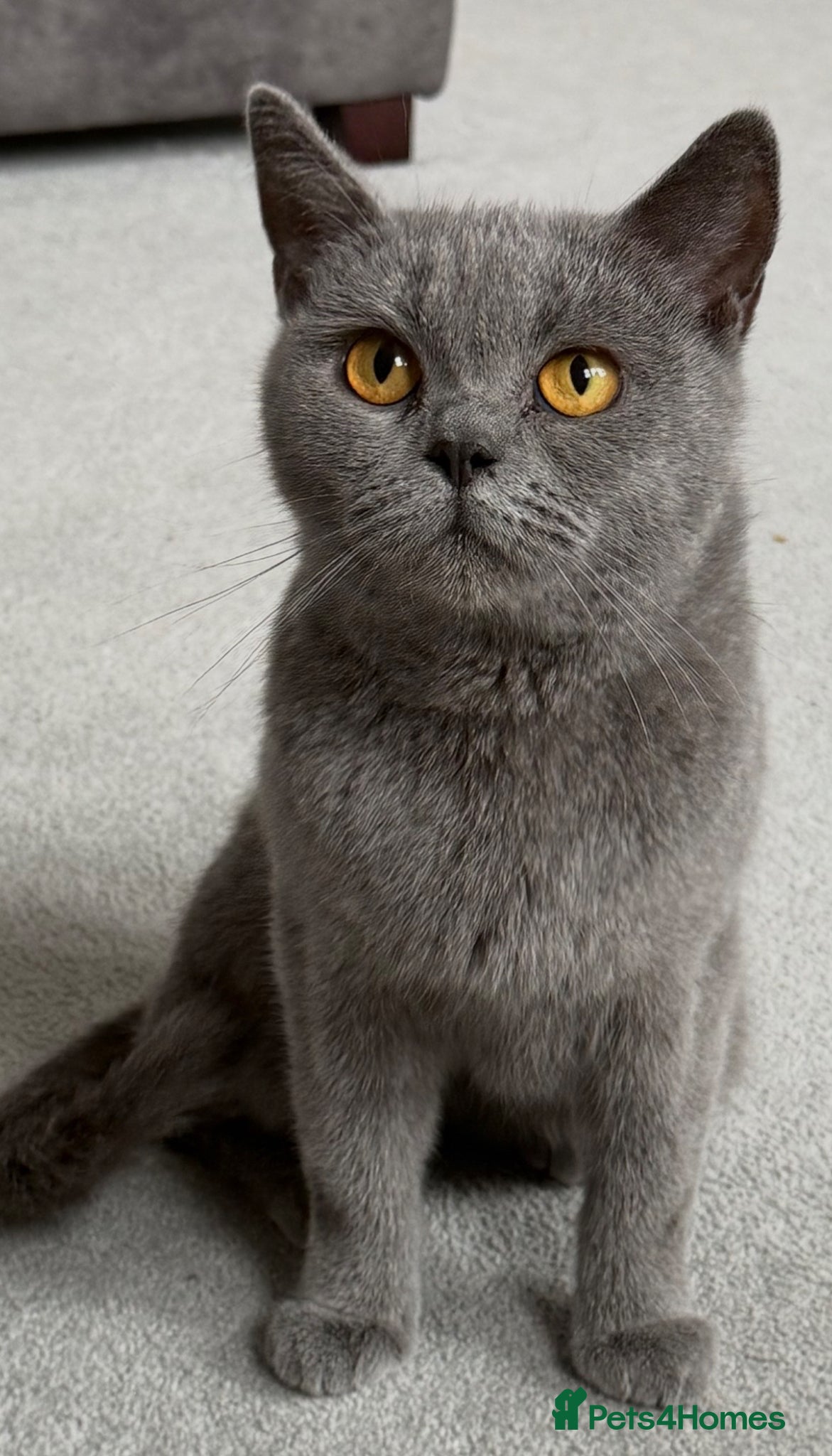 British Shorthair cats Registered Blue British shorthair  - Advert 19