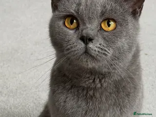British Shorthair cats Registered Blue British shorthair - Advert 19
