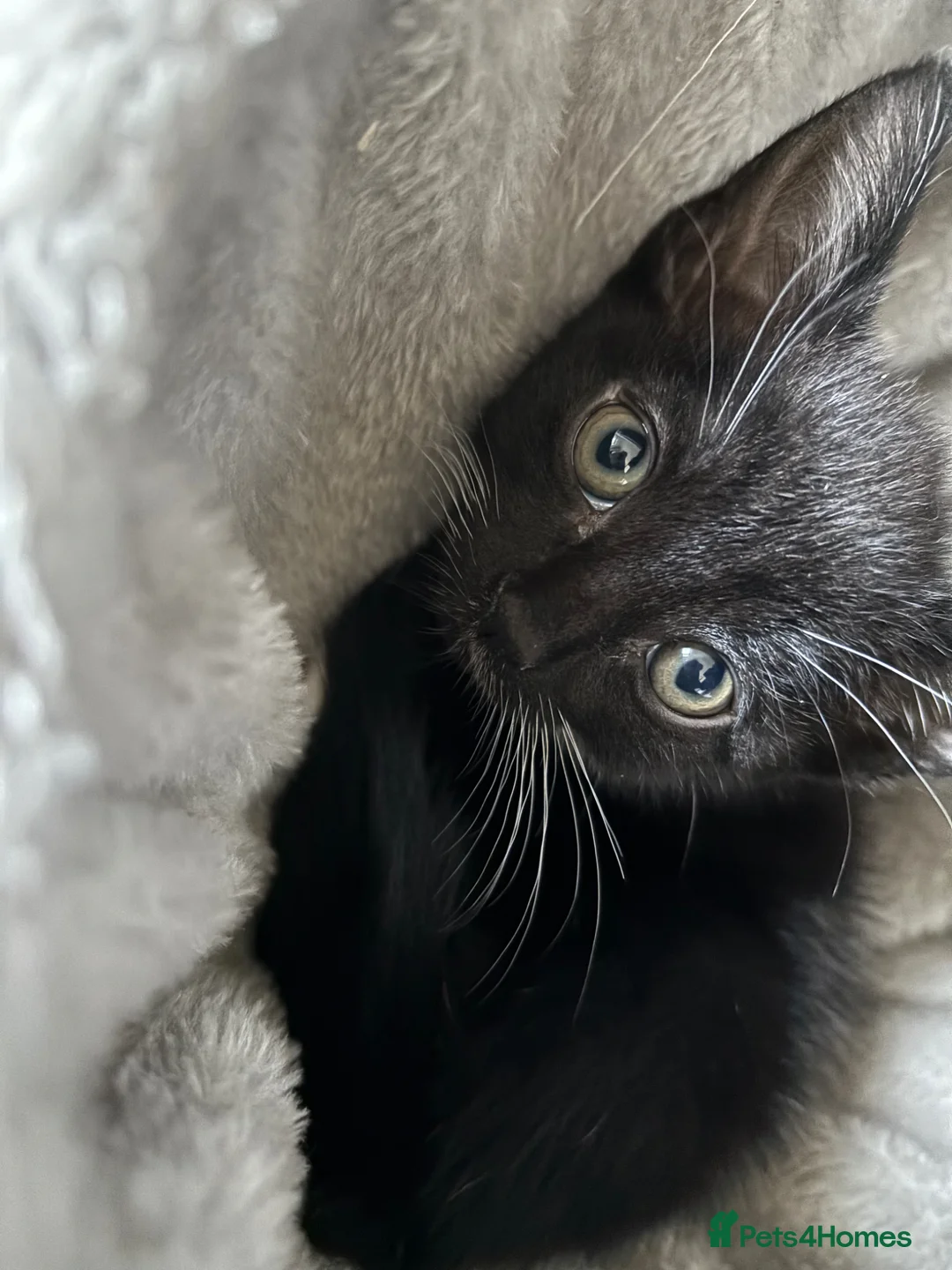 Mixed Breed cats for sale: Sweet little kittens  - Advert 2