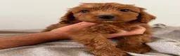 Cockapoo dogs for sale: Cockapoo Puppies - Advert 6