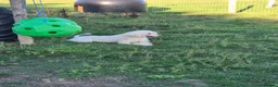 Standard Poodle dogs for sale: 🐩 Adult Standard Poodle Female - Advert 1