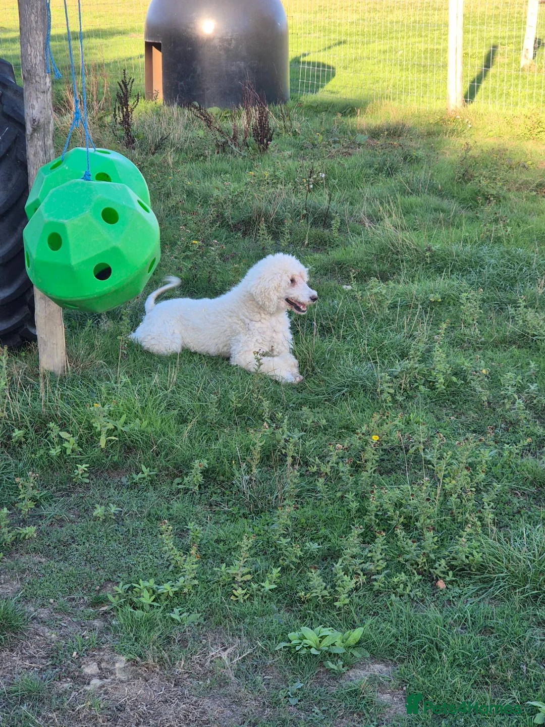 Standard Poodle dogs for sale: 🐩 Adult Standard Poodle Female - Advert 1