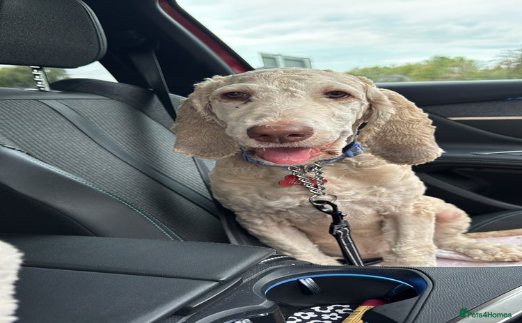 Mixed Breed dogs - Advert 1