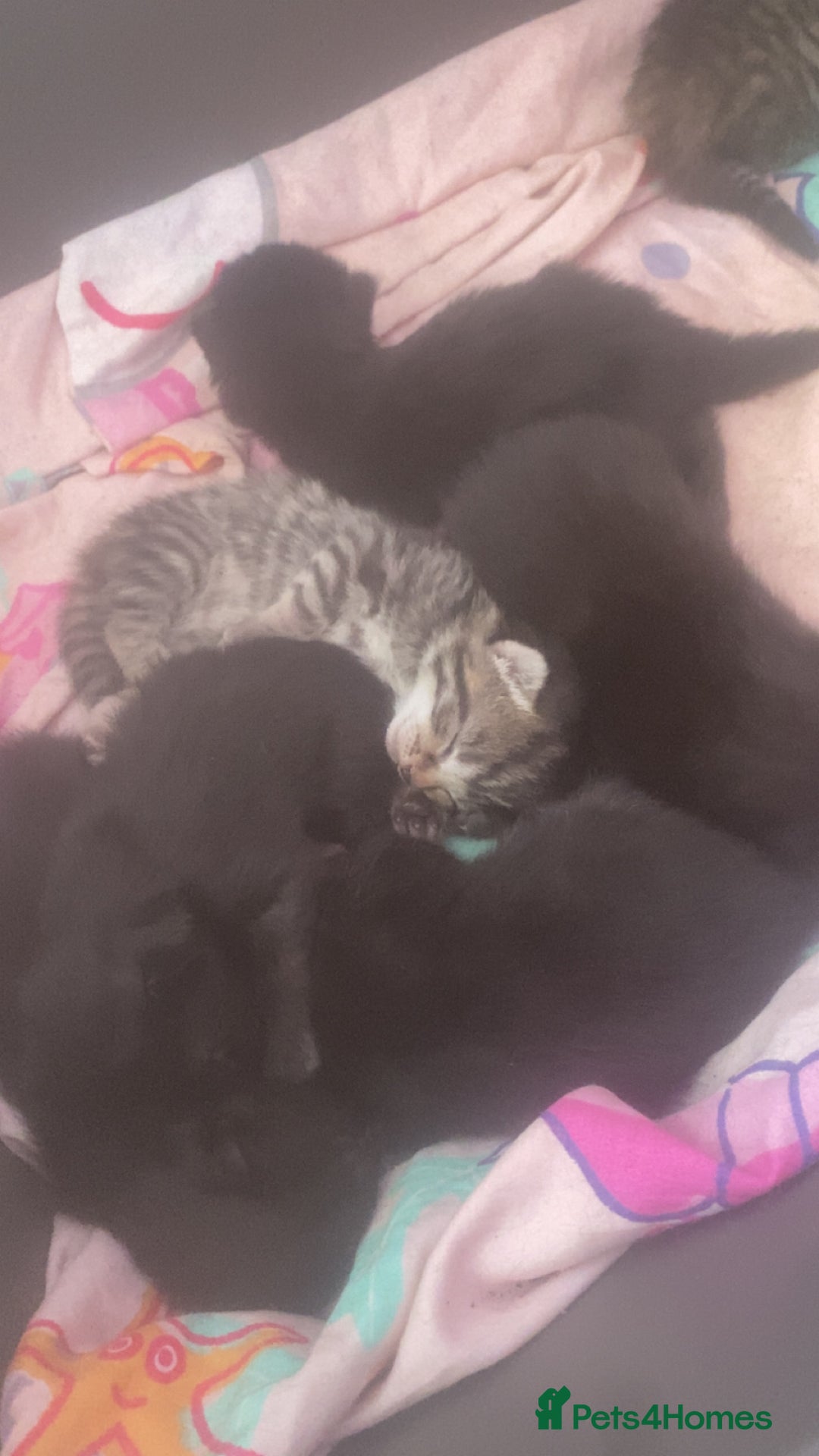 Mixed Breed cats for sale: Kittens for sale - Image 16